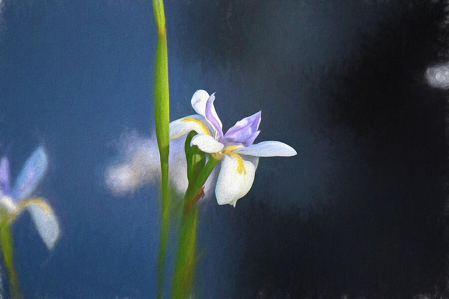 White Iris Abstract 6 Mixed Media by Linda Brody