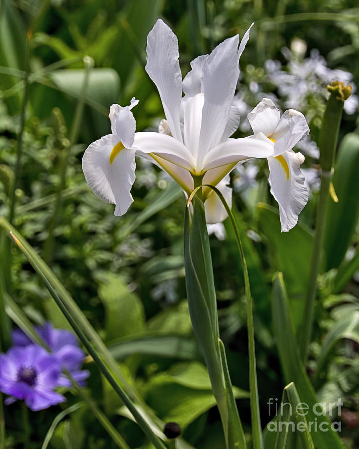 White iris Photograph by Agnes Caruso