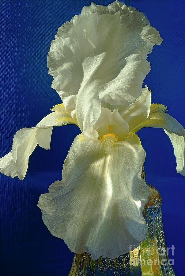 White Iris. Photograph