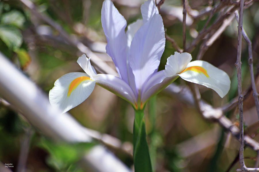 White Iris Photograph by Augusta Stylianou