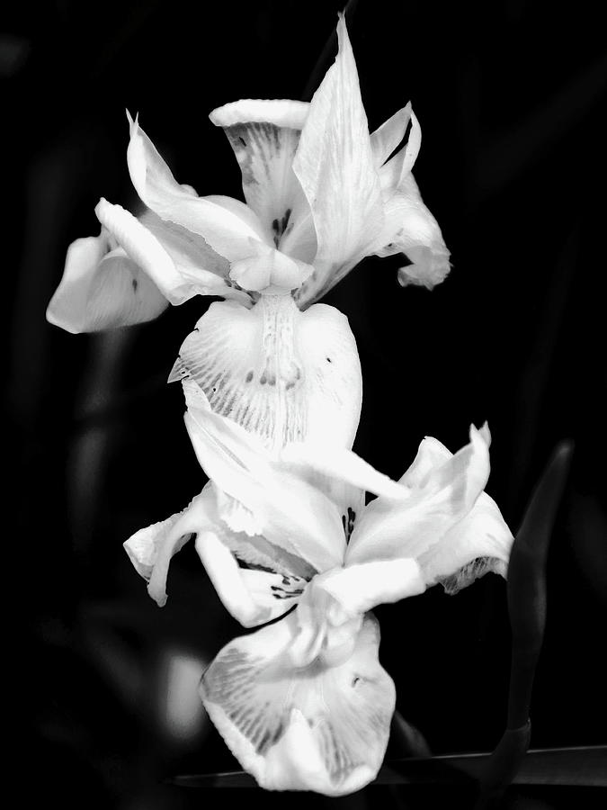 White Iris Black And White  Photograph by Christopher Mercer