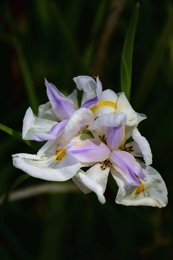 White Iris Blooms  Photograph by Christopher Mercer