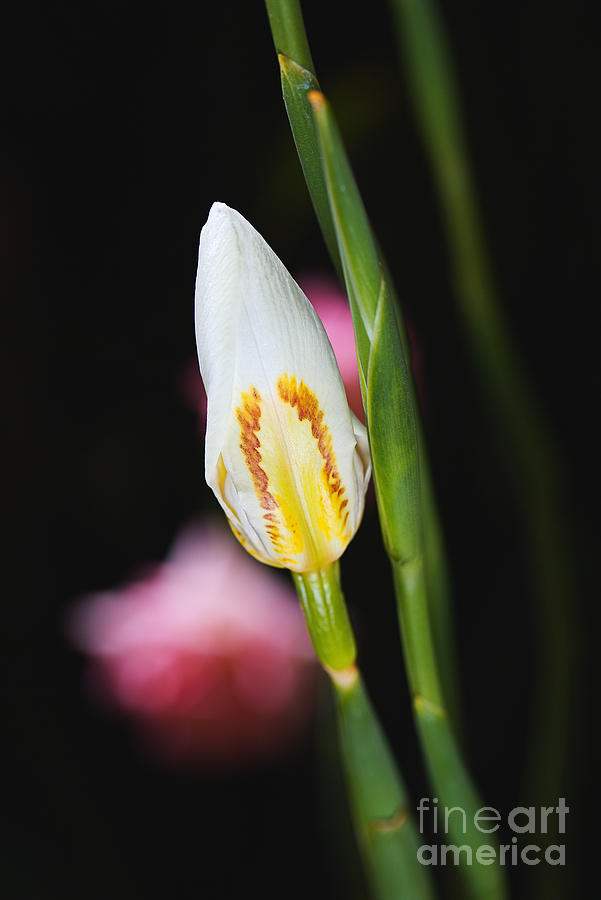 White Iris Bud  Photograph by Joy Watson