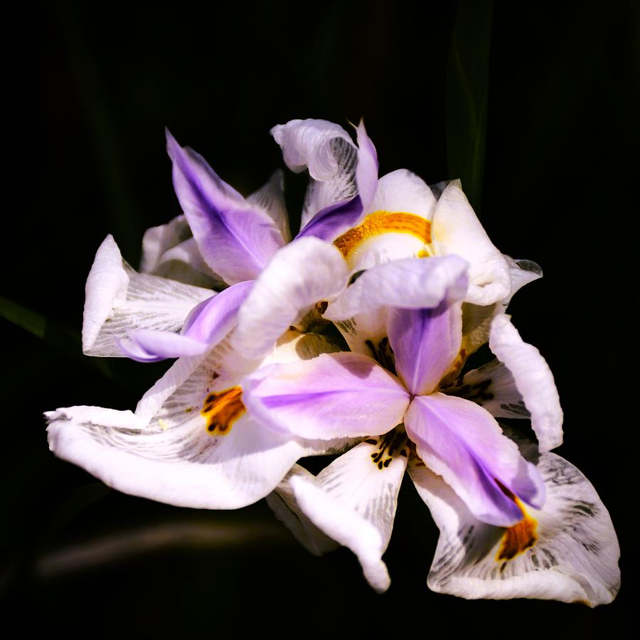 White Iris Cropped Photograph by Christopher Mercer