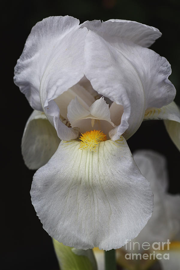 White Iris Delight Photograph by Joy Watson