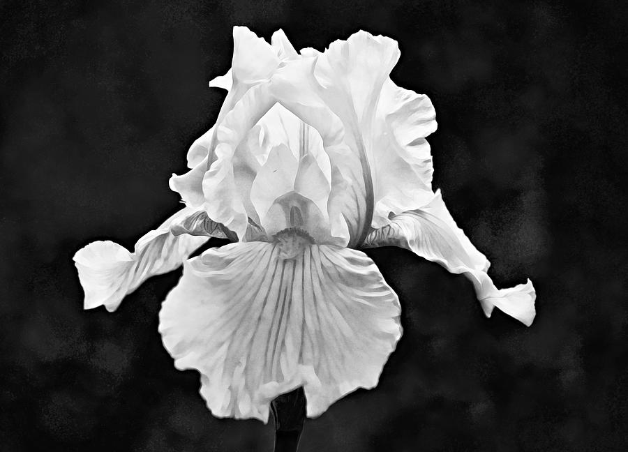 White Iris Flower in Black and White Photograph by Gaby Ethington