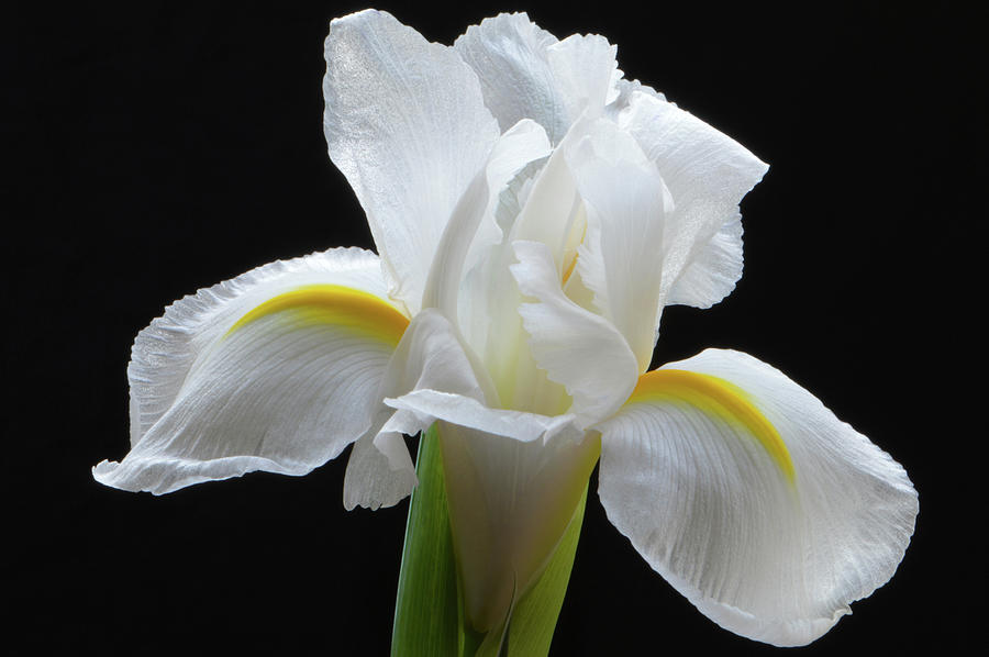  White Iris Flower Photograph by Terence Davis