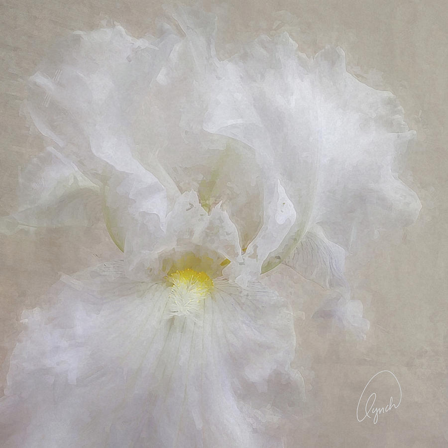White Iris IV Photograph by Karen Lynch