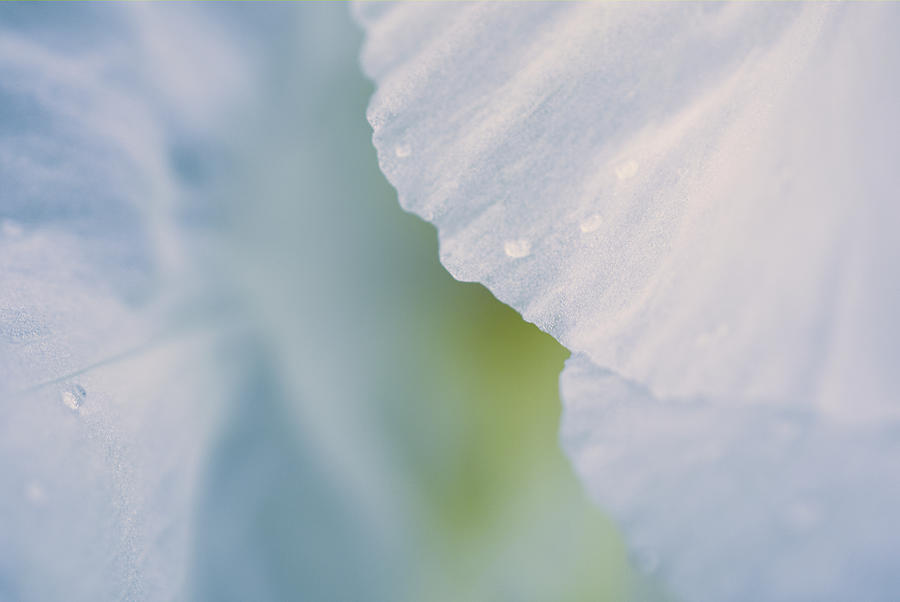 White Iris Macro Abstract Photograph by Iris Richardson