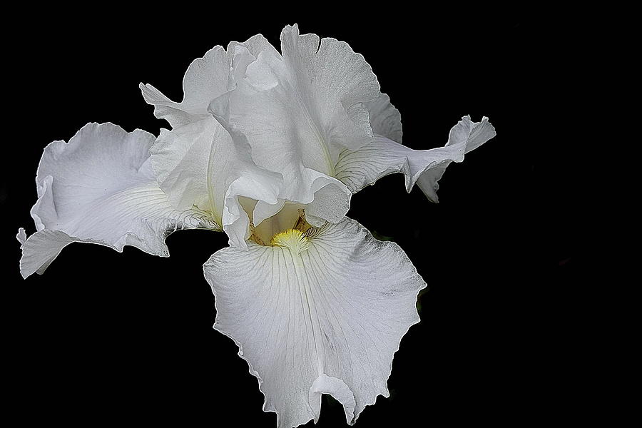 White Iris on Black Background Photograph by Lyuba Filatova - Fine Art ...