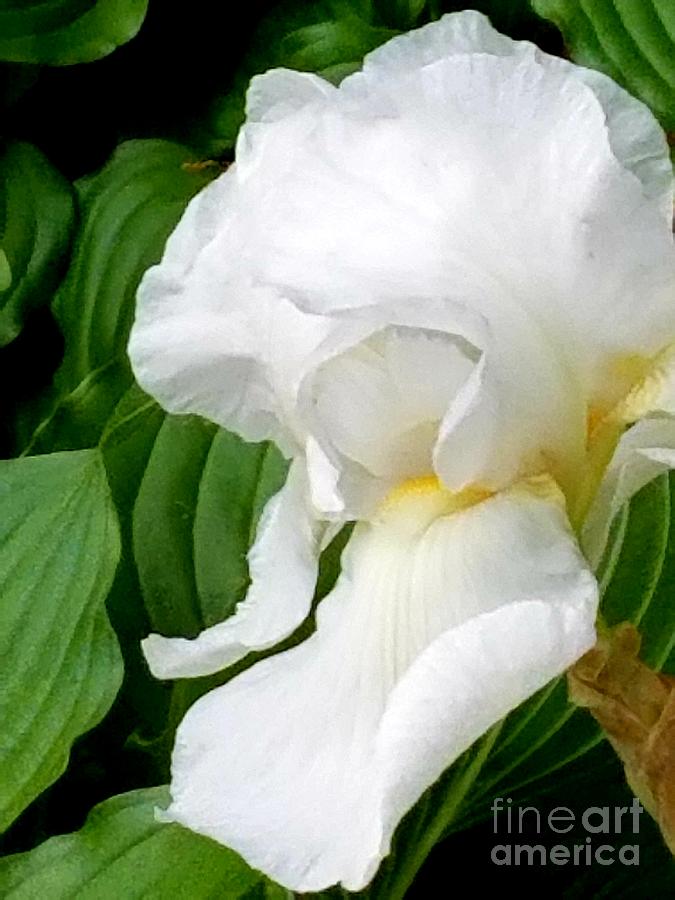 Nature Painting - White Iris on Rosey Lane  by Rose Elaine