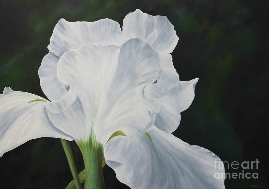 White Iris Painting by Patrick Dablow