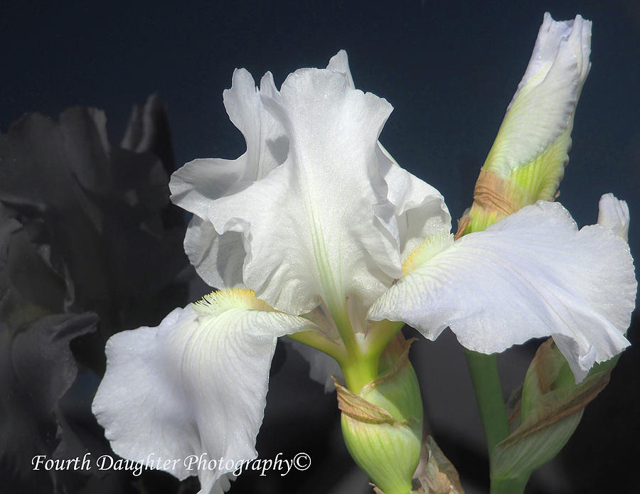 White Iris Reflections Photograph by Diane Shirley