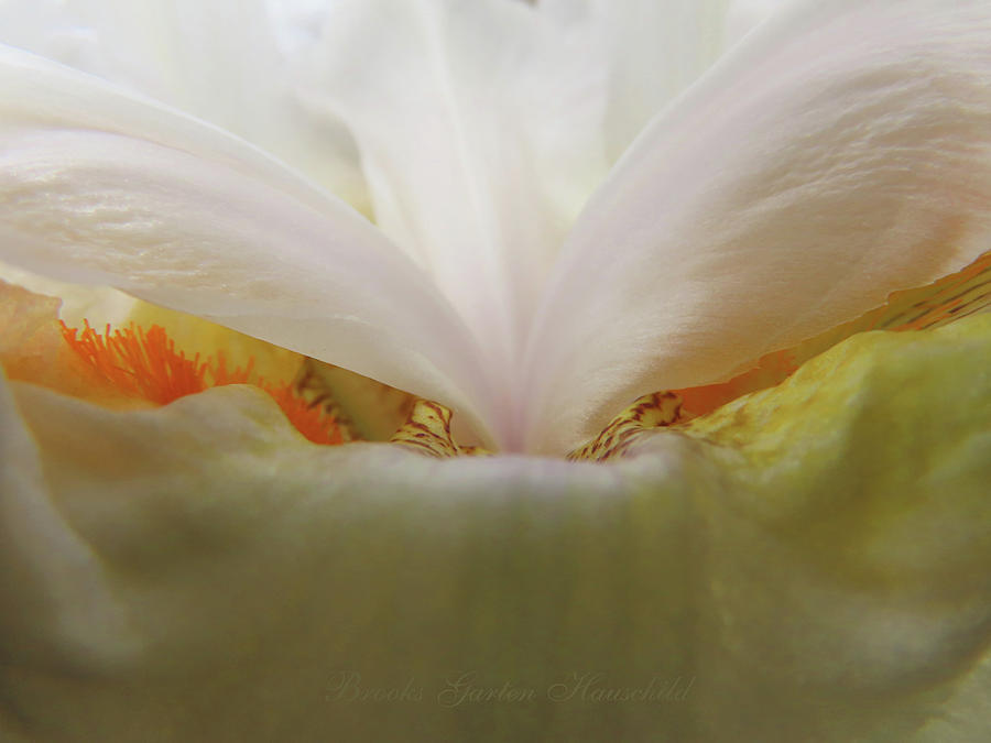 White Iris Undercover - Floral Photography - White Flowers - Garden Blossoms Photograph by Brooks Garten Hauschild