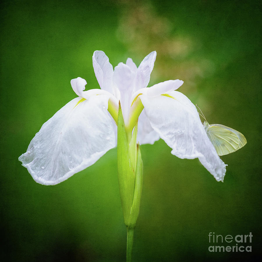 White Iris With Cabbage Butterfly Photograph by Anita Pollak