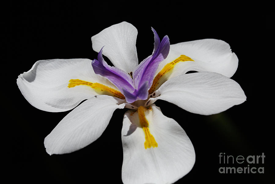 White Iris With Purple Heart Photograph by Joy Watson