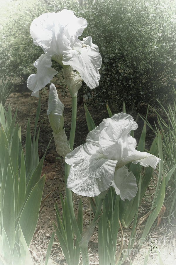 White Irises Photograph by Elaine Teague