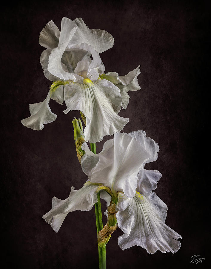 White Irises Photograph by Endre Balogh
