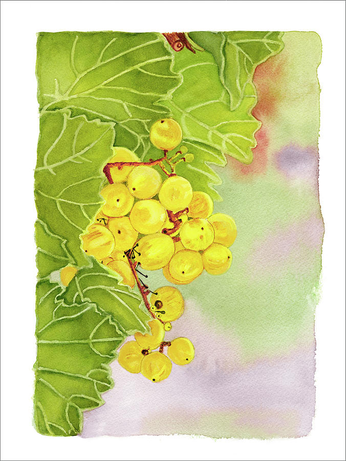 White Italian Grapes On The Vine Painting by Deborah League