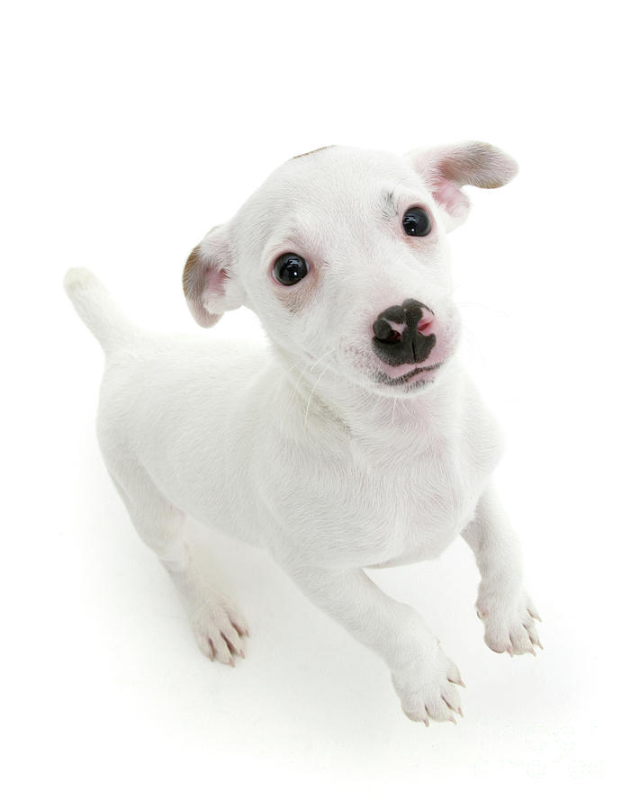 white and black jack russell terrier