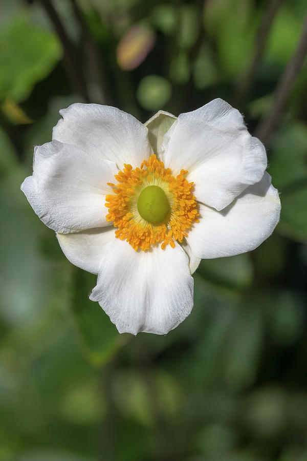 White Japanese Anemone Photograph by Dawn Cavalieri