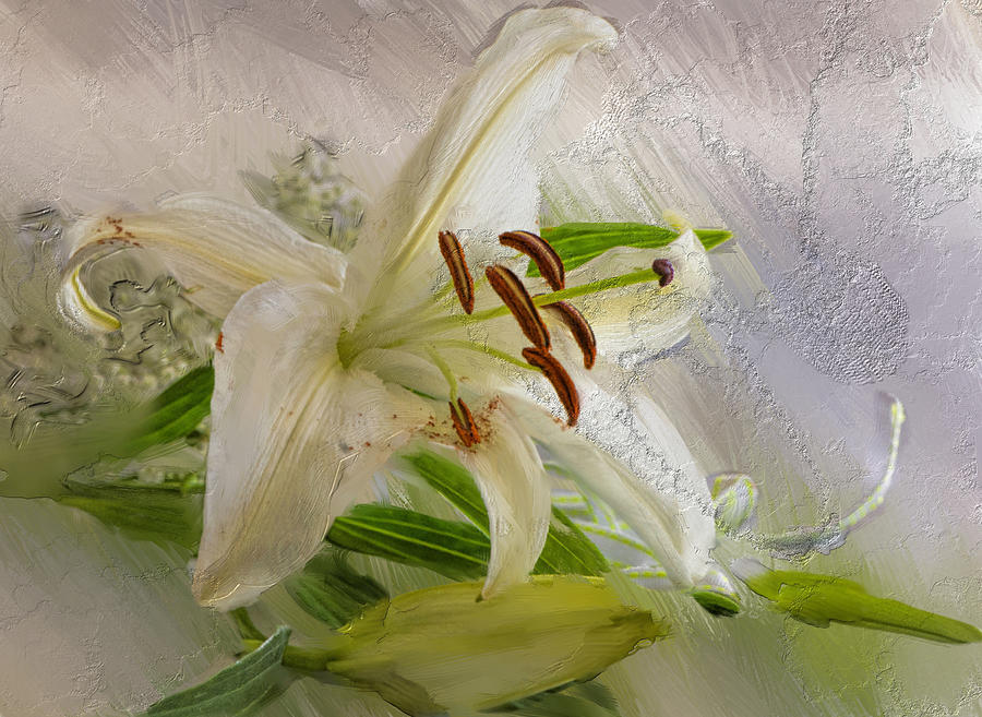 White Japanese Lily Digital Art by Cordia Murphy