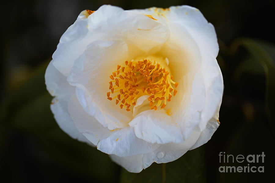White Japonica Camellia  Photograph by Joy Watson