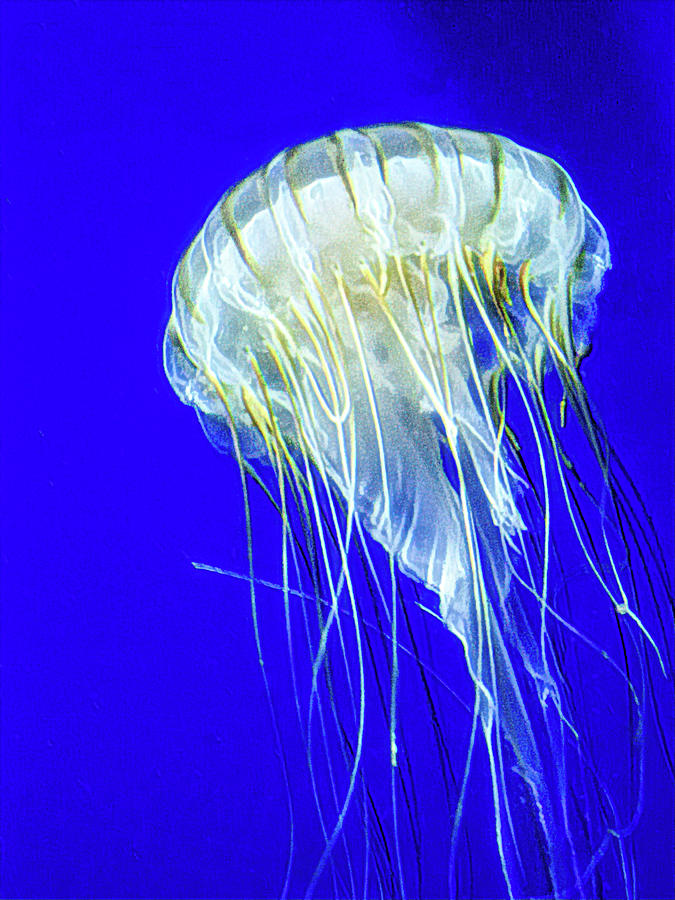 White Jellyfish Photograph by Rosalie Scanlon