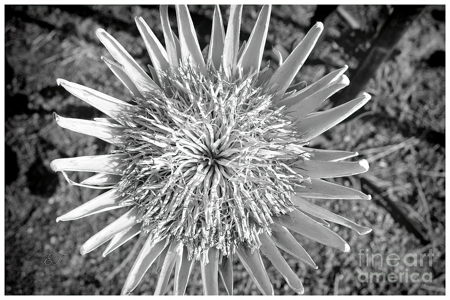 White King Protea, Protea cynaroides #2 Photograph by Elaine Teague