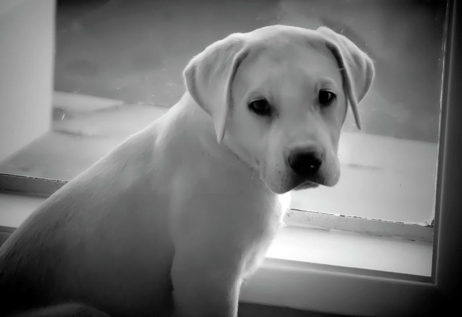 White Lab Puppy Black and White Photograph by Waterdancer
