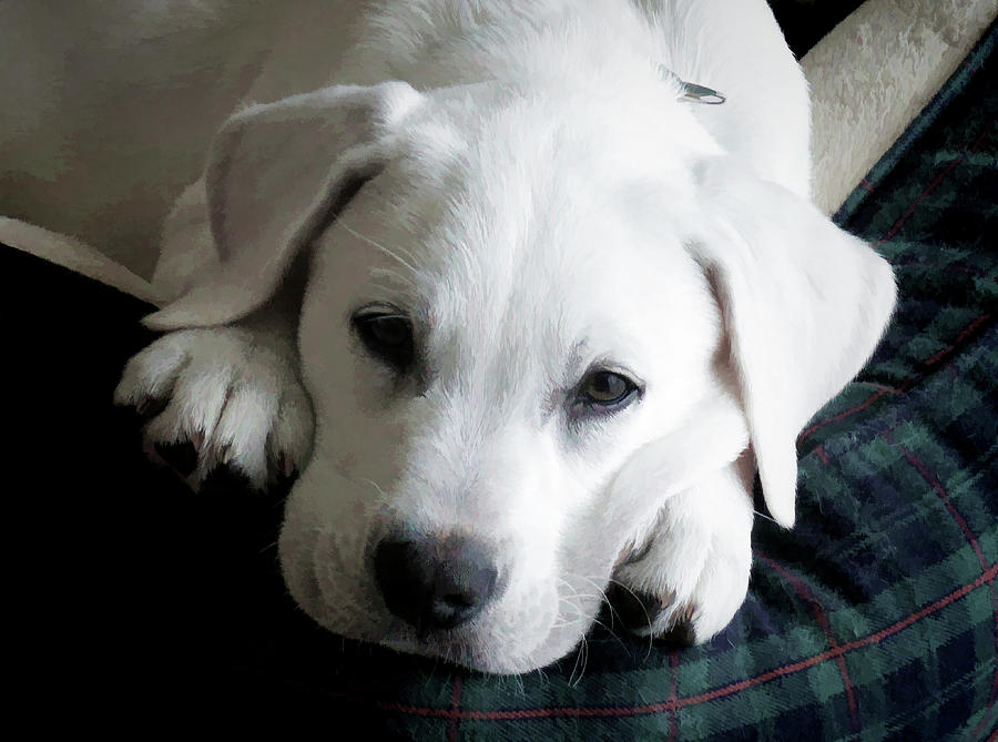 White Lab Puppy Headshot Photograph by Waterdancer