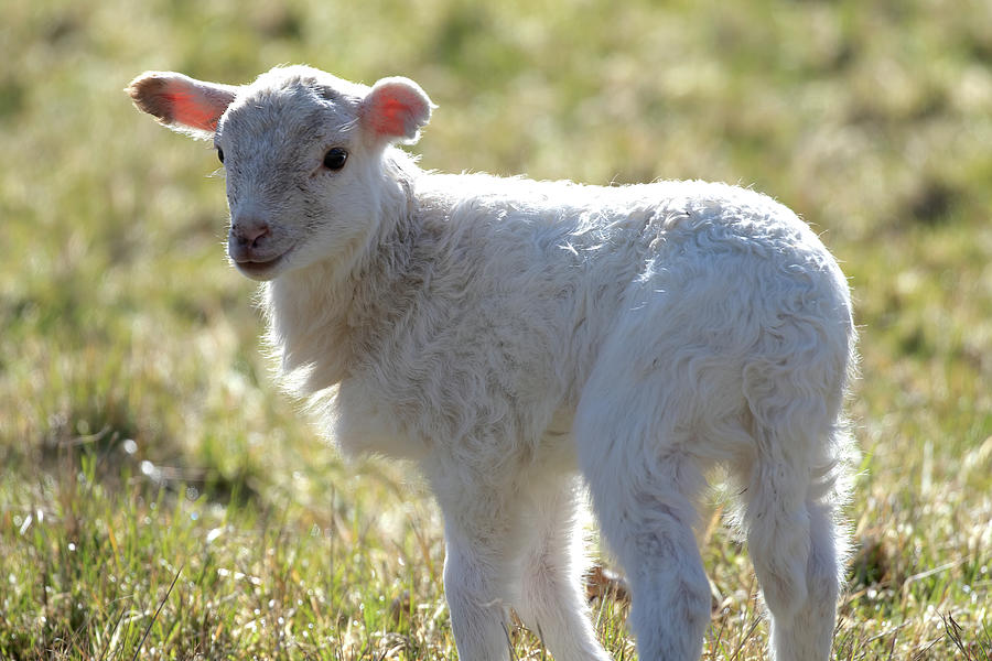 White Lamb in Spring - All Innocence Photograph by Peggy Collins