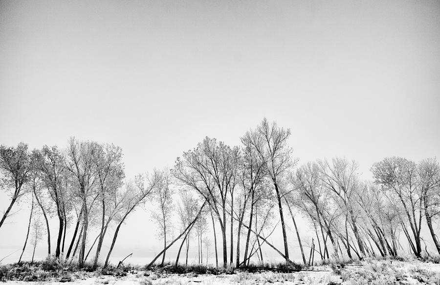 White Landscapes  - White Landscapes - Frozen lake with ice patterns and trees in winter. Photograph by Robb Reece