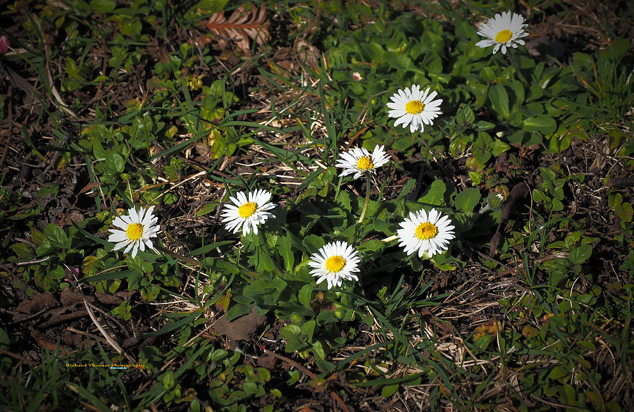 White Lawn Flowers Photograph