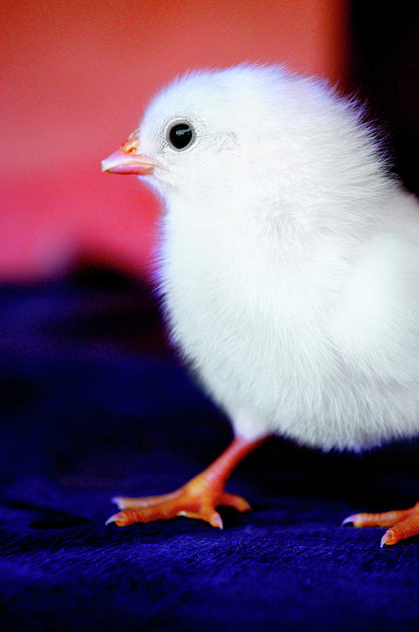 White Layer Chick Photograph by Apurva Jadhav - Fine Art America