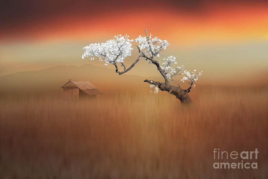 White Leafy Tree Photograph by Idrus Ids