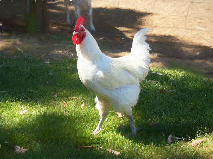 White Leghorn Chicken Photograph by Elaine Teague