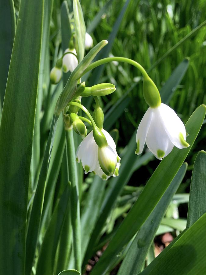 White Leucojum Bell Flowers Photograph by Mary Listerfelt - Fine Art ...