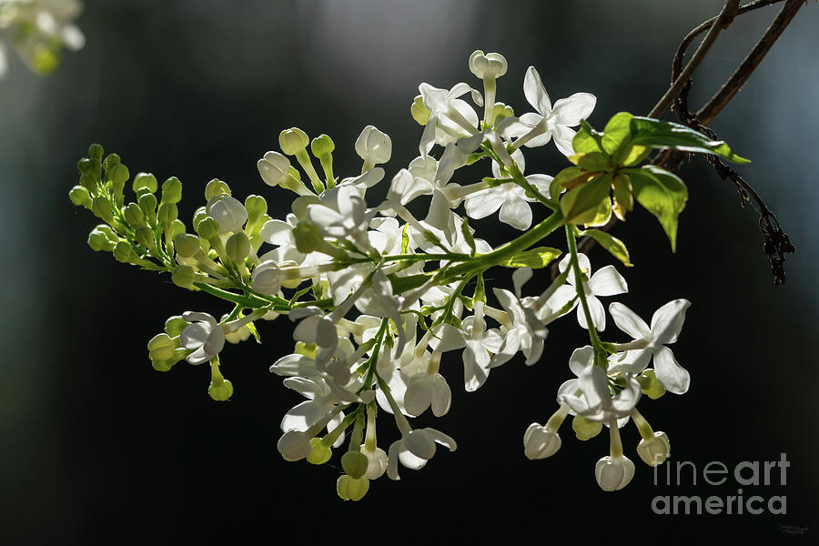 White Lilac Blooms And Buds Backlit Photograph by Jennifer White