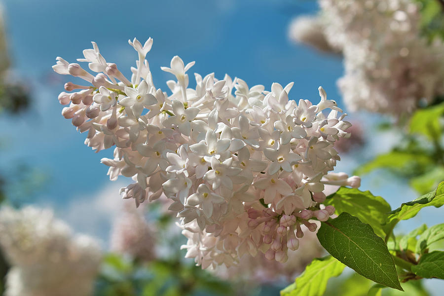 White Lilacs and Blue Skies Photograph by Cathy Mahnke