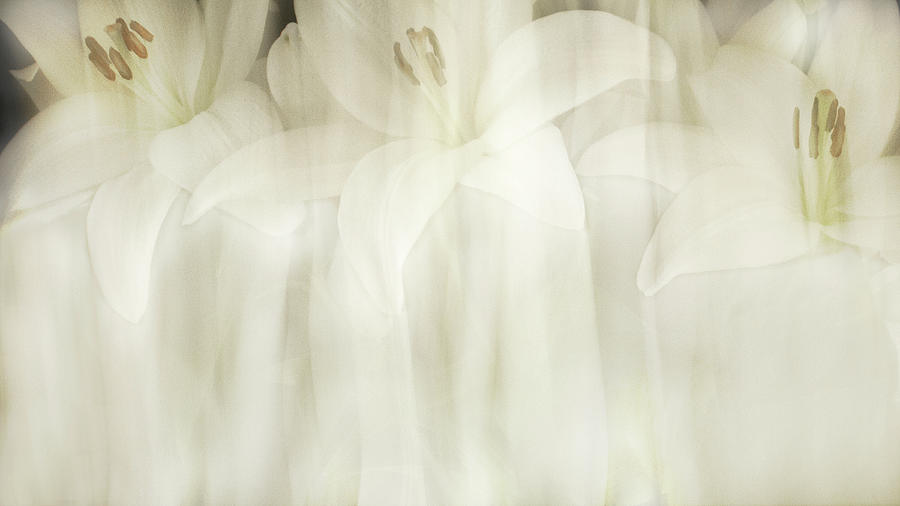 White Lilies Abstract Photograph by Cheryl Day