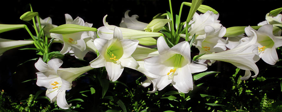 White Lilies Photograph by Crystal Wightman