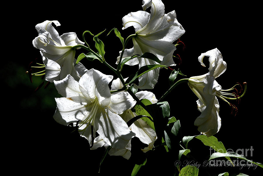 White Lilies Photograph by Kathy Russell