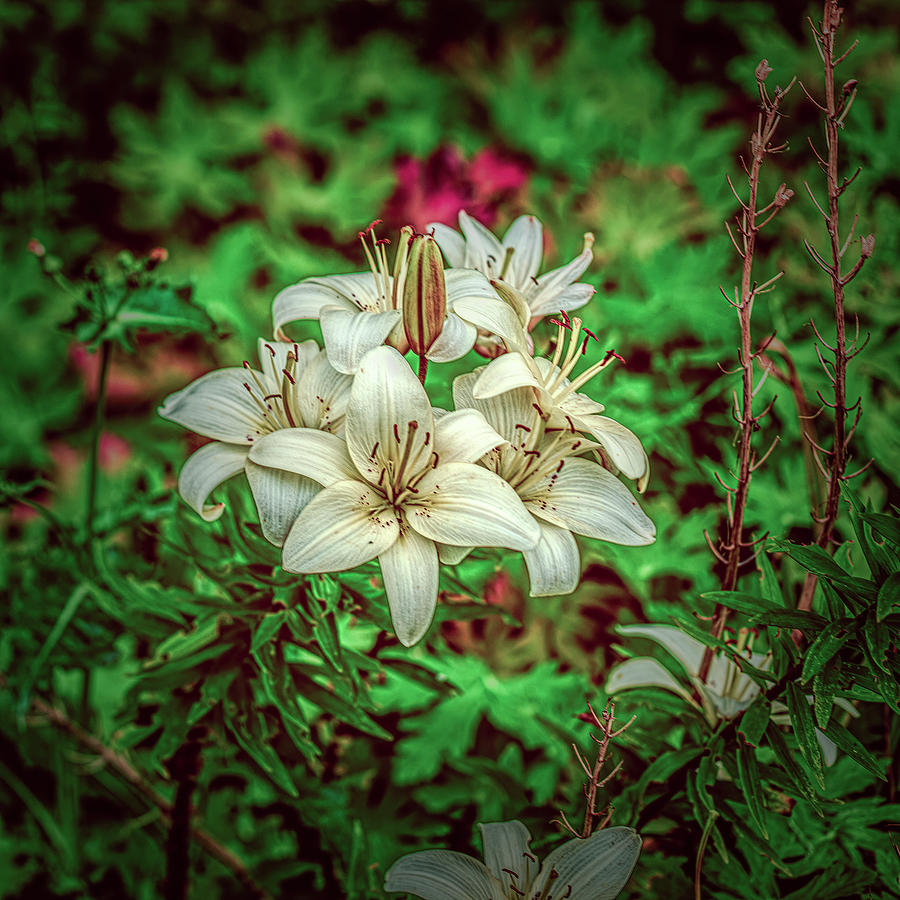 White Lilies #l7 Photograph