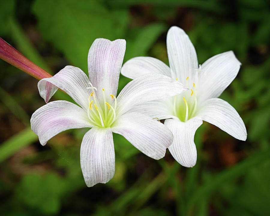 White Lilies Photograph by Steven Nelson