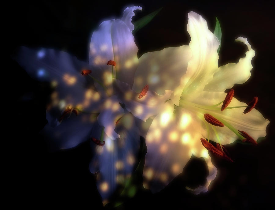 White Lilies With Shadows And Light Photograph by Johanna Hurmerinta