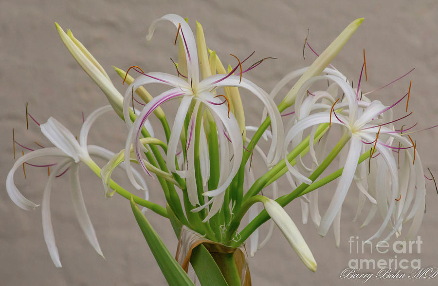 White Spider Crinum lilly Photograph by Barry Bohn