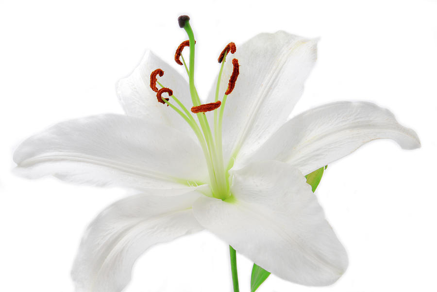white Lilly flower isolated on white Photograph by Severija Kirilovaite