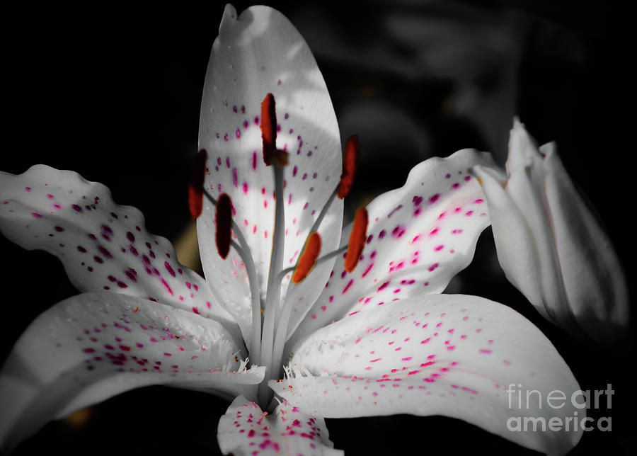 White Lily in the Dark Mixed Media by Ash Nirale