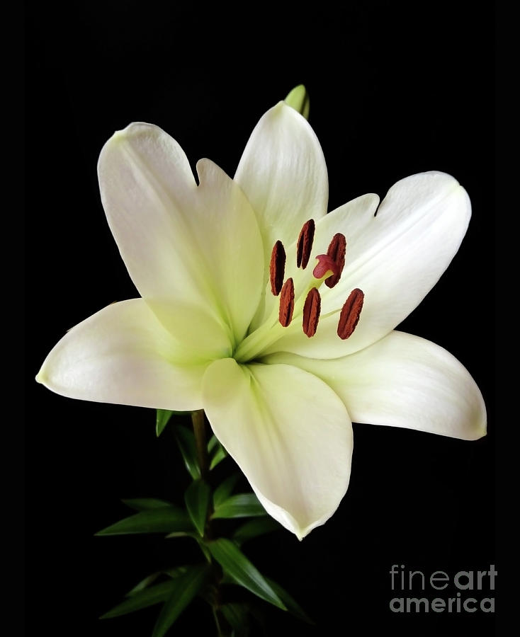 White Lily Beauty Photograph by Jasna Dragun